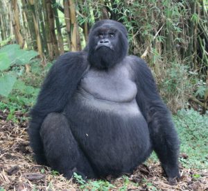 Rwanda gorilla trekking - Rwanda safari