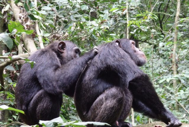 chimpanzee kibale forest