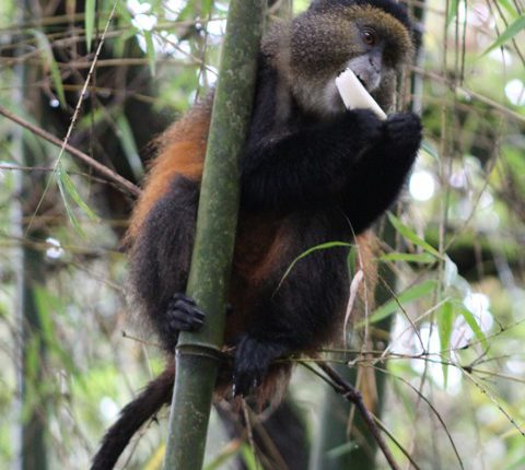 golden-monkey-volcanoes-national-park