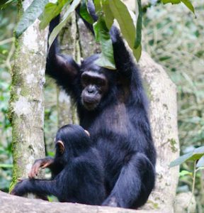 Kibale-chimpanzee-trekking-uganda-and-rwanda-primate