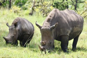 Uganda and Rwanda Safari - rhinos in uganda