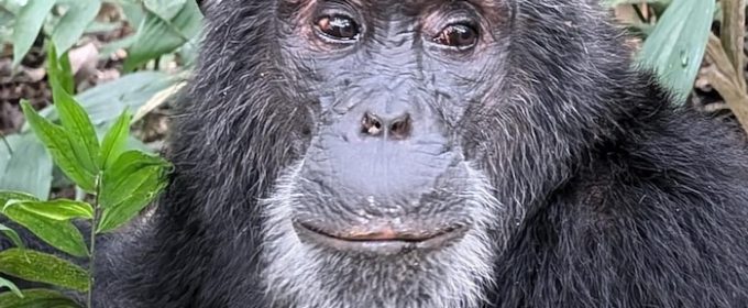 Chimpanzee trekking in Nyungwe Forest