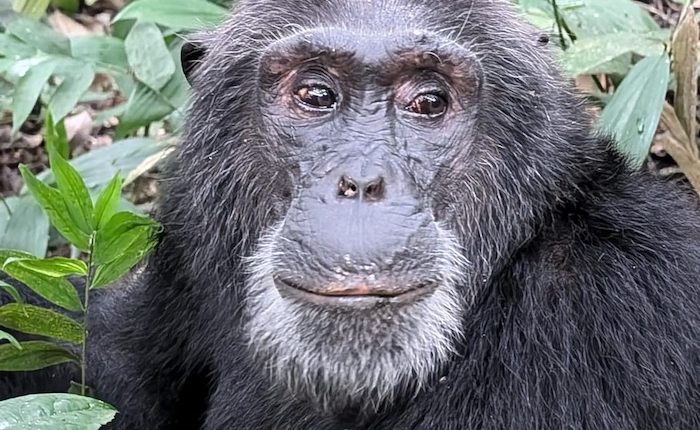 Chimpanzee trekking in Nyungwe Forest