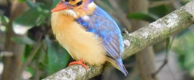 Malachite Kingfisher in Rwanda