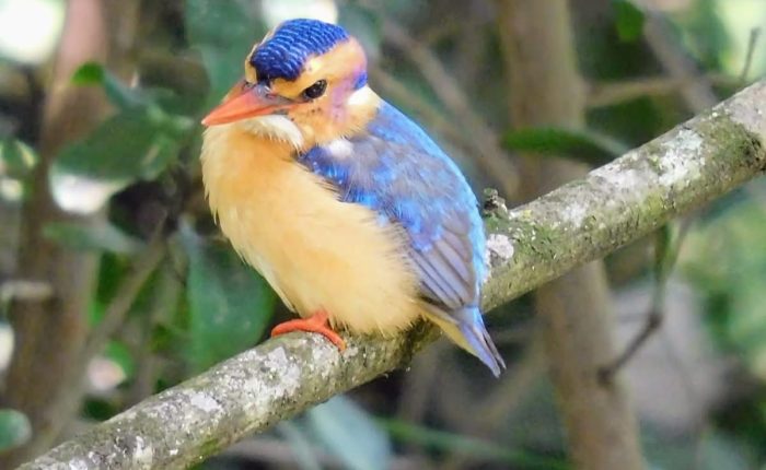 Malachite Kingfisher in Rwanda