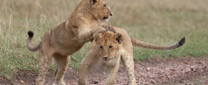 Lion Cabs in Maasai Mara