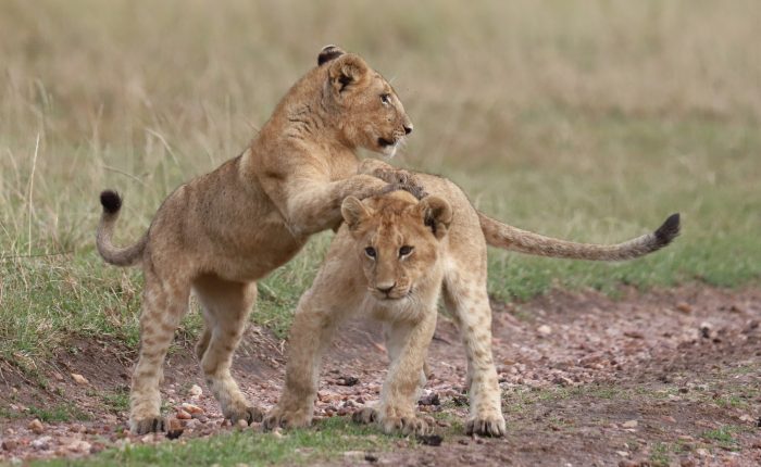 Lion Cabs in Maasai Mara