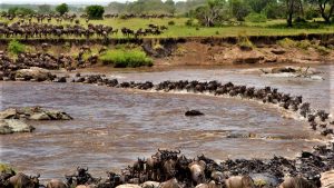 Maasai-Mara-Wildebeest-Migration