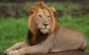 Lion in Queen Elizabeth national park - Uganda and Rwanda safari