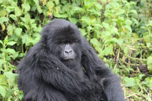 Gorilla-Rwanda-primates-safari