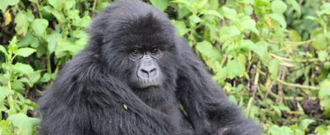 Gorilla-Rwanda-primates-safari