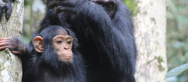 chimpanzee-uganda