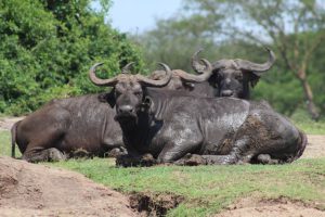 buffaloes-in-Queen-Elizabeth-uganda-and-rwanda-gorilla-tour