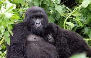 Congo-gorilla-safari