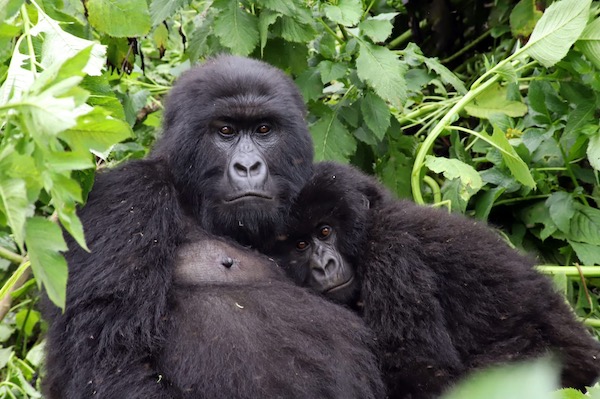 Mountain gorillas in Virunga National Park