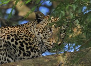 facts-about-leopards-uganda