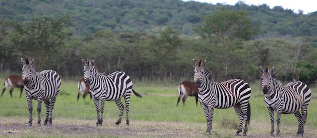 zebra-lake-mburo