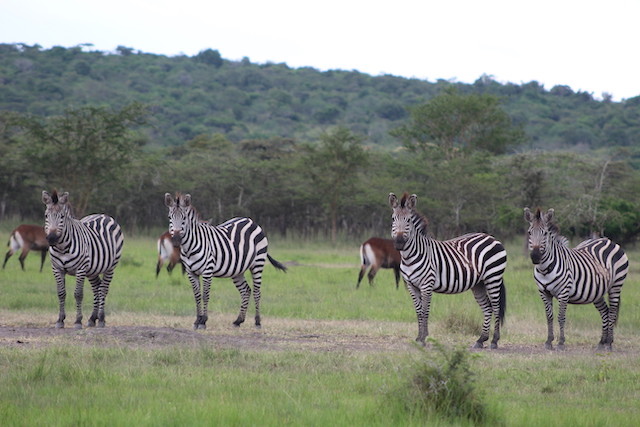zebra-lake-mburo