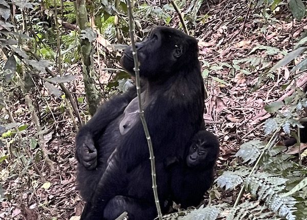 Mother and child gorillas in Kauzi-Biega national park