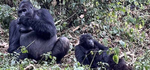 Lowland Gorillas in Kauzi-Biega National park