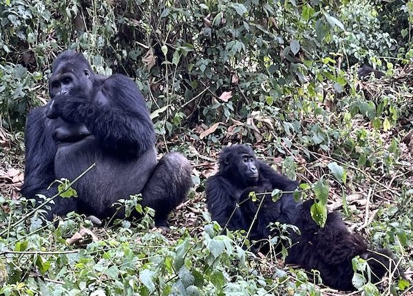 Lowland Gorillas in Kauzi-Biega National park