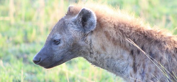 Hyena in Maasai Mara