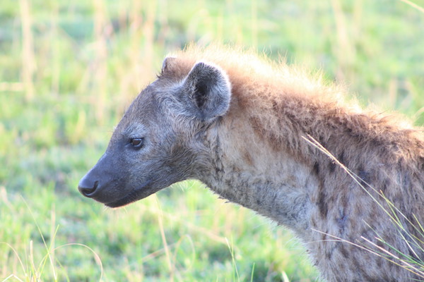 Hyena in Maasai Mara