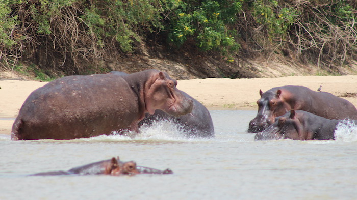 Hippos in Rufigi River in Nyerere National Park