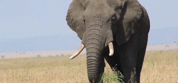 Elephant in Serengeti National Park