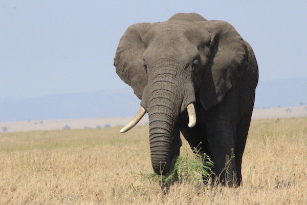 Elephant in Serengeti National Park