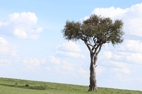 Lone tree in Maasai Mara National Reserve - Kenya