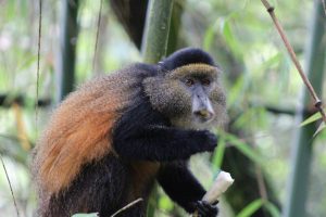 Rwanda-golden-monkey-trekking-uganda-and-rwanda-safari