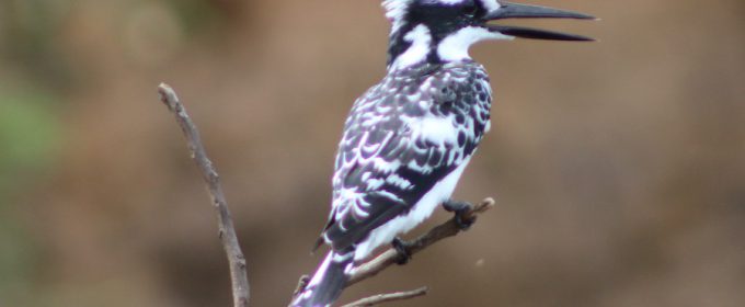 Pied-kingfisher-in-murchison-falls-park