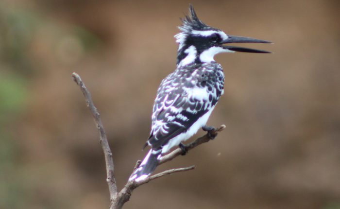 Pied-kingfisher-in-murchison-falls-park