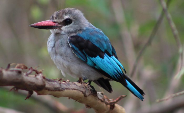 Woodland-kingfisher
