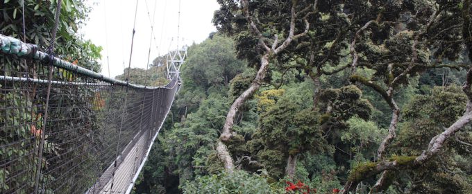 canopy-walk-in-nyungwe-park