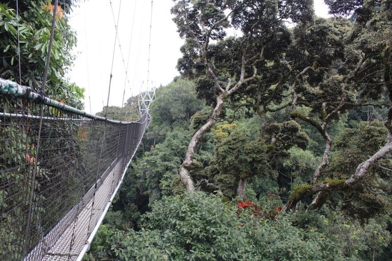 canopy-walk-in-nyungwe-park