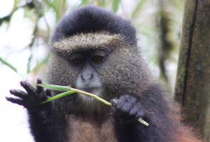 golden-monkey-rwanda-wildlife-safari