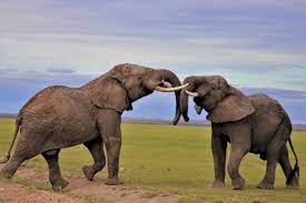 Safari Travel - Elephants in Amboseli National Park