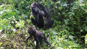 Gorilla trekking-culture-and-wildife-tour