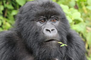 Gorilla-trekking-Rwanda-safari