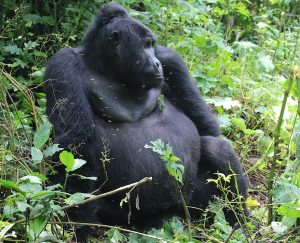 gorilla trekking-rwanda-and-uganda-gorilla