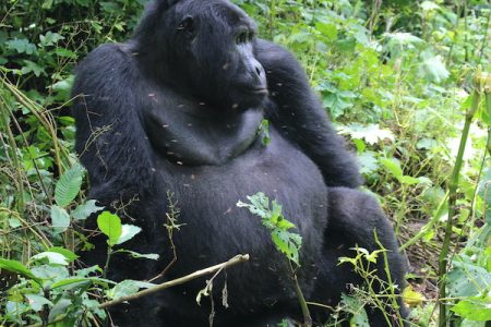 gorilla trekking-rwanda-and-uganda-gorilla