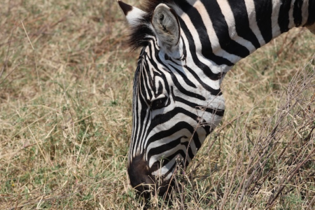 Zebra at Katavi National Park