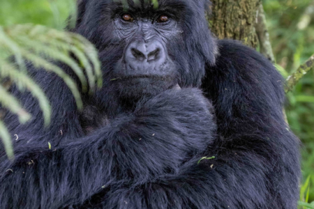 Gorilla in Mgahinga gorilla national park