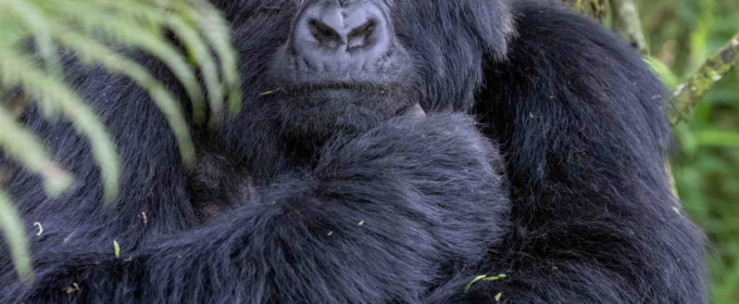 Gorilla in Mgahinga gorilla national park